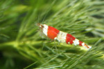 Caridina Red Crystal